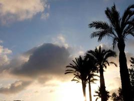palmeras retroiluminadas en la costa brava catalana, españa foto