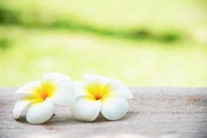 flor de plumeria amarilla cálida en el fondo del jardín verde - flor en el concepto de fondo de la naturaleza foto