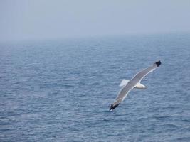 Seagull flying over blue sea and under blue sky photo