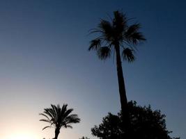 siluetas de palmeras contra un fondo de cielo azul foto