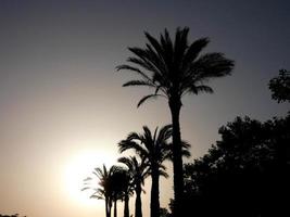 Backlit palm trees on the Catalan Costa Brava photo