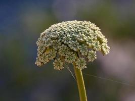 plants and flowers typical of the mediterranean area photo