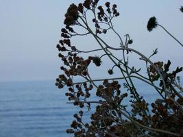 plantas mediterráneas típicas retroiluminadas en la costa catalana foto