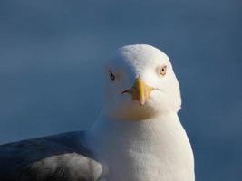 retrato de una gaviota en la costa brava catalana, españa foto