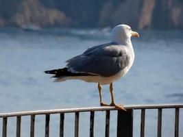 Seagull perched on a railing and sea bed photo