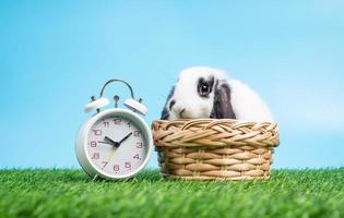 un lindo conejo blanco y negro peludo y esponjoso está sentado en la canasta sobre hierba verde y fondo azul además del reloj blanco. concepto de mascota roedor y pascua. foto