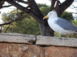 Seagulls over the blue mediterranean sea on the catalan costa brava photo