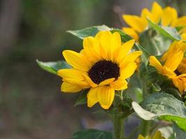 Close-up of sunflower are blooming in the garden photo