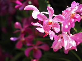 Close-up of beautiful pink orchids. photo