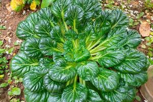 Close-up photo of spinach vegetable growing in the plot. Fresh organic spinach or Tatsoi