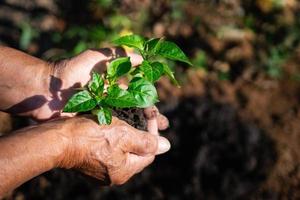 Close-up of hands senior man holding small tree for planting in garden