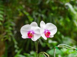 Close-up of beautiful white orchids are blooming in garden photo