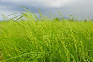 hermosa planta de arroz verde para el fondo foto