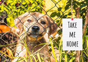 Pet shelter - cats and dogs behind a fence photo