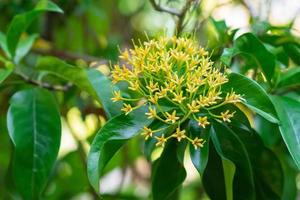 Close-up of yellow tarenna wallichii flower on green leaves background photo