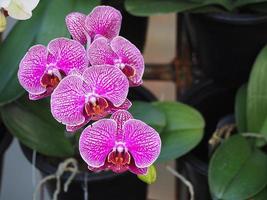 Close-up of beautiful purple orchids photo