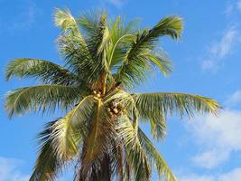 Top view of fresh coconuts hanging on coconut tree with blue sky and white clouds background photo