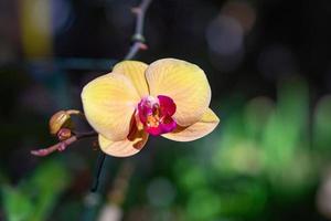 Close-up of beautiful yellow orchids blooming with natural background photo