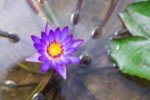 el primer plano de la hermosa flor de loto púrpura está floreciendo en la maceta con el fondo de la naturaleza foto