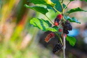 Close-up of fresh mulberries hanging on branch tree with green nature background photo