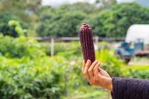 primer plano, de, mujer, tenencia de la mano, dulce, maíz morado foto