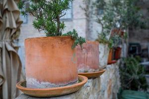 Terra Cotta Plants photo