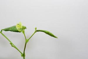 vaina de frijol mungo con flor de frijol mungo es una planta de la familia de las leguminosas. foto