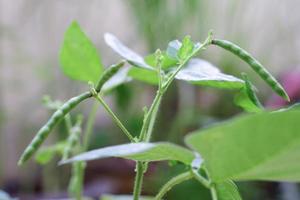 vaina de frijol mungo es una planta de la familia de las leguminosas. foto