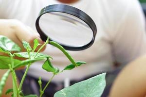 A child hold magnifying glass and look at mung bean pod he grow and take care with inquisitive. Learning and explore concept. photo