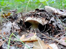 Beautiful closeup of forest mushrooms. Gathering mushrooms. Mushrooms photo, forest photo, forest background photo