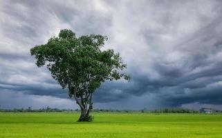 árbol en campo de arroz verde con cielo nublado. campo agrícola en temporada de lluvias con cielo tormentoso. belleza en la naturaleza. crédito de carbono y concepto de carbono neutral. Ambiente limpio. granja de arroz orgánico. foto