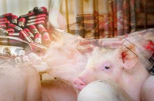cerdo en granja y pastillas antibióticas y aguja y jeringa de vacuna para animales. ganadería industria de la carne de cerdo. cerdo sano y lindo. animal mamífero. peste porcina africana y gripe porcina. foto