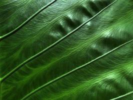 Green leaves background, Leaf texture photo