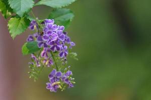 Purple bouquet and green leaves with blurred green background, Copy space photo