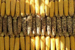 Corn background, Pods of dried corn texture, Corn pods under sunlight photo