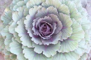 Cabbage background, Petals of cabbage purple and green, Top view, Soft focus photo