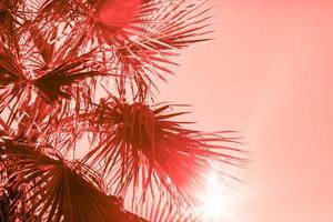 Branches of palm tree toned in living coral photo