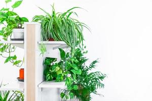 Green plants home decoration on white background photo