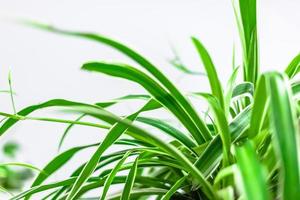 decoración del hogar de plantas verdes sobre fondo blanco foto