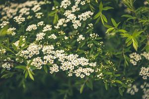 Natural Floral backdrop of blooming spiraea photo