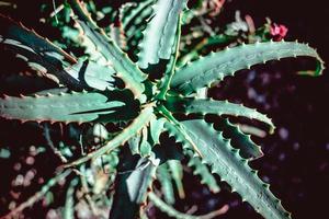 Succulent cactus plant natural background photo