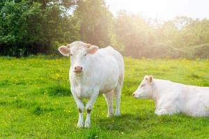 rebaño de vacas blancas en el prado verde foto