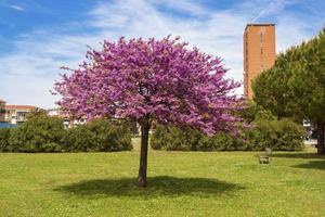 An urban park with a flowering Judas tree photo