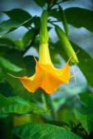 Brugmansia, a genus of seven species of flowering plants in the family Solanaceae photo