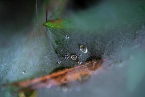 Dew on spider web photo