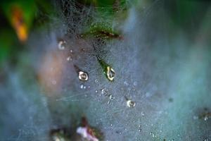 Dew on spider web photo