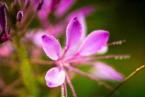 flor de cleome hassleriana foto