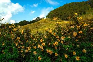 Mexican sunflower in Tung Bua Tong photo