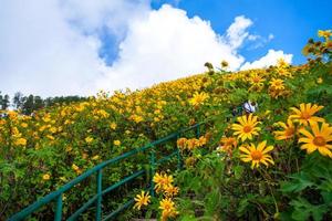 Mexican sunflower in Tung Bua Tong photo