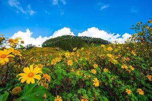 Mexican sunflower in Tung Bua Tong photo